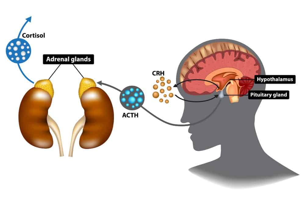 HPA-axis diagram - Carine Pieterse Natural Health
